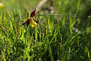 Gelber Frauenschuh (Cypripedium calceolus)