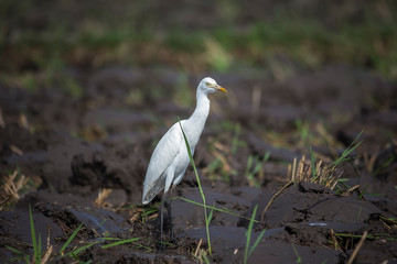 Kuntul is a white Egret on muddy ricefield