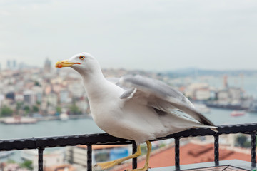 Seagull on the background of the roofs of houses and mosques of Istanbul. Asian and European parts of the city. Beautiful view of the Bosphorus.