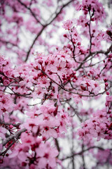 Arbol en flor 