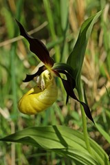 Gelber Frauenschuh (Cypripedium calceolus)