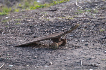 lizard in the ground