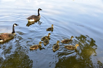 Gesi Kanadyjskie © Iwona