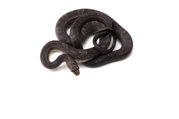 Beauty rat Snake isolated on white background