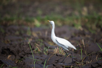 Kuntul is a white Egret on muddy ricefield
