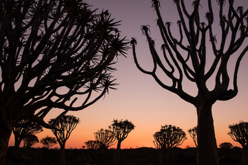 Silhouette of a quiver trees ,Aloe dichotoma, at orange sunset with carved branches on against the...