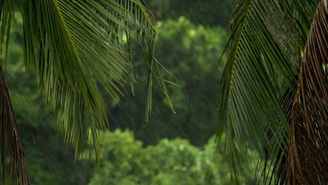 Heavy thunder storm winds shaking a palm tree. Tropical cyclone and tornado winds making storm damageon the trees.