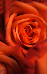 bright orange flowers roses close up macro beautiful background for postcards and paintings