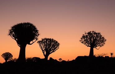 Silhouette of a quiver trees ,Aloe dichotoma, at orange sunset with carved branches on against the...