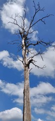 dead tree against blue sky