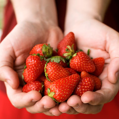 fresh strawberries in male hands on a red background