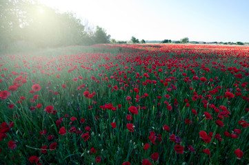amapolas en el campo