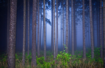 Misty forest with fog