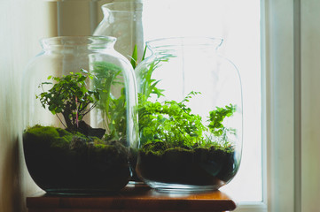 Terrariums with plants - bonsai, forest in a jar, fern, moss