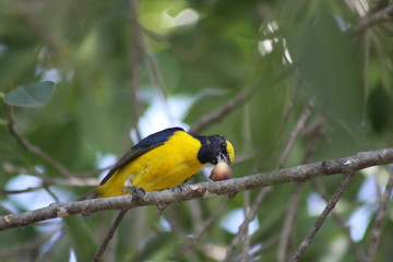 Pajaro comiendo con fondo borroso
