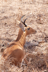 Antelope Impalas in dry  african savannah 
