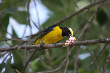 Pajaro comiendo con fondo borroso