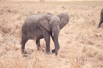 Fototapeta na wymiar elephant in dry african savannah 