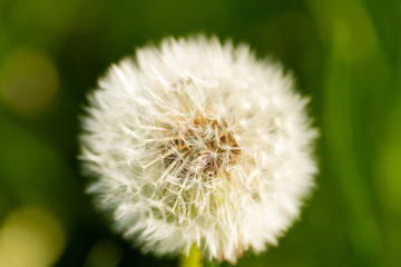 dandelion on green background