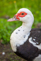 Muscovy duck
