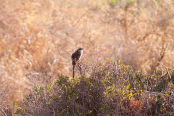  Bird in dry African savannah 