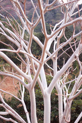 Dry tree in african savannah