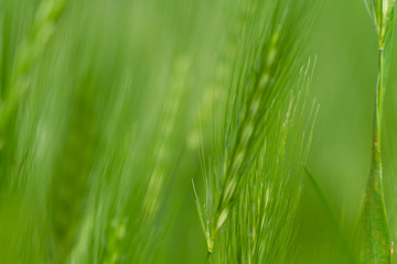 green wheat field