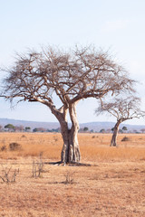 Fototapeta na wymiar Dry tree in african savannah