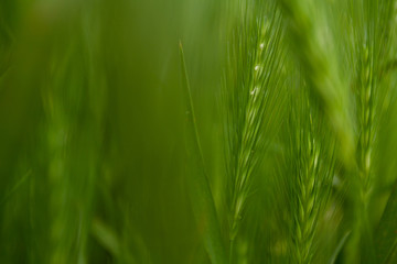 green grass background