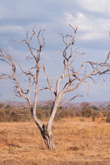 Dry tree in african savannah