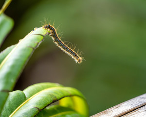 caterpillar on a leaf