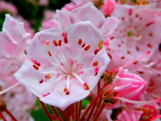 Różowe kwiaty kalmia © Ixon Pics