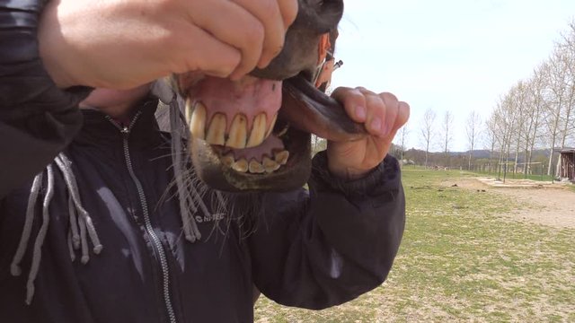 Horse farm woman pull out horse tongue from muzzle, showing a mouthful of bad teeth. Green horrible smell tongue