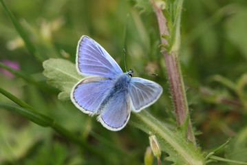 A beautiful Common Blue Butterfly, Polyommatus icarus, perching on a plant in springtime. 