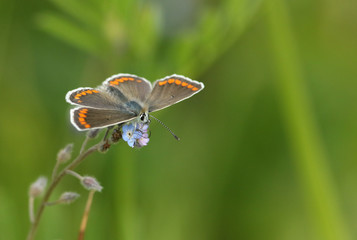 A pretty Brown Argus Butterfly, Aricia agestis, nectaring on a Forget-Me-Not Flowers in springtime in the UK.