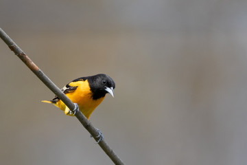 Oriole preached on a branch