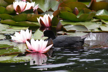 The bird coots in the spring