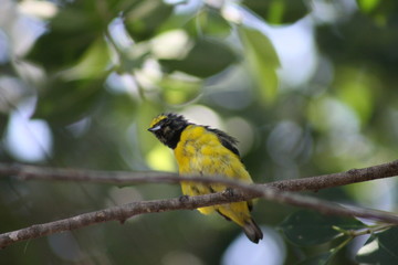 Pajaro amarillo despeinado 