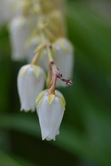 Kwiaty białe dzwonki na gałązce