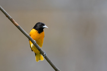 landing on a branch, orange belly of a male oriole standing out