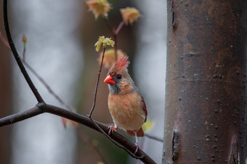 Female cardinal perched in a maple tree