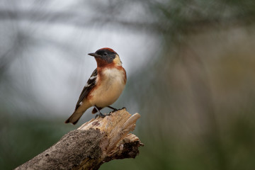 bird standing on the end of a broken dead branch