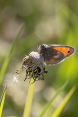 Orange butterfly with sunlight on dandelion