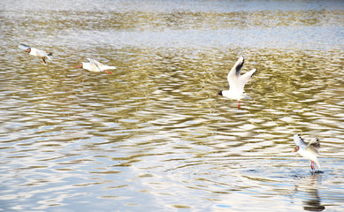 several birds fly over the lake, four seagulls on a background of water, a green pond fish