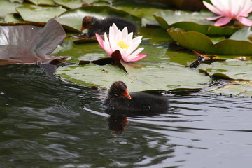 The bird coots in the spring