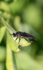 Black fly with blue eyes with green background
