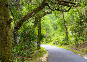 road in the forest
