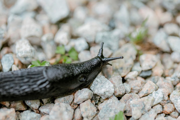Slug on stones