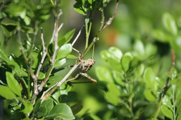 chapulin verde