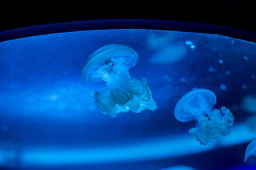 
Blue poisonous jellyfish swims in blue clear water.